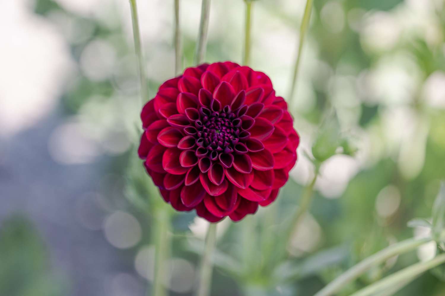 Dahlie 'Gipsy Night'